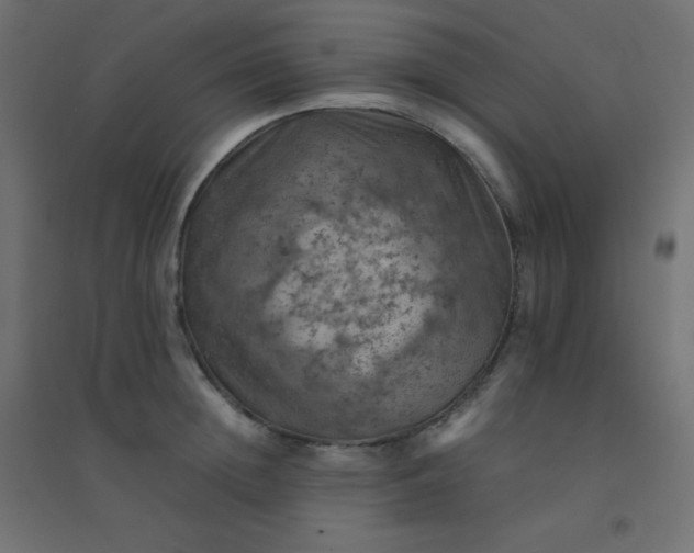 X0000094450852200711211517