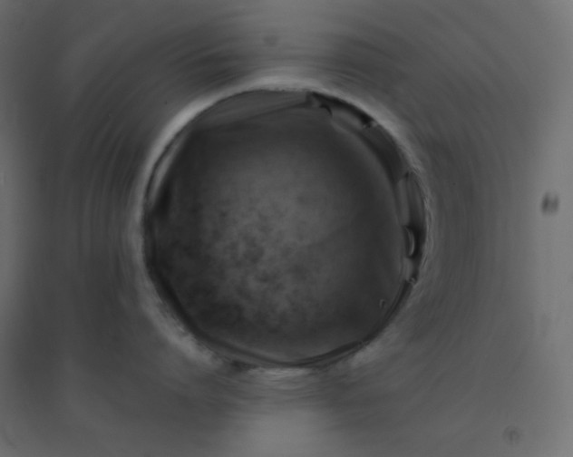 X0000094450864200711211517