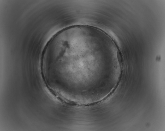 X0000094450896200711211516