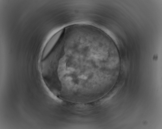 X0000094450959200711211515