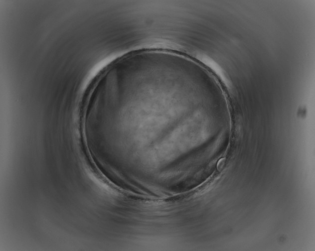 X0000094451120200711211512