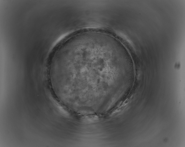 X0000094451208200711211511