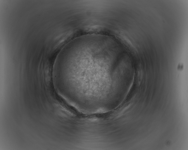 X0000094451250200711211511