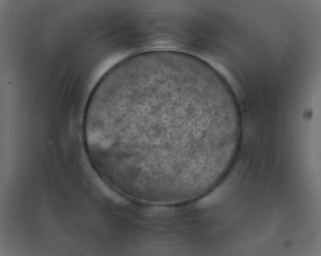 X0000094451333200711211510