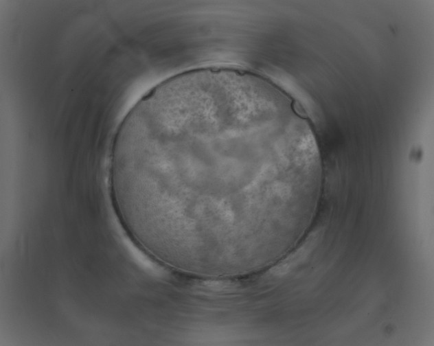 X0000094451383200711211509