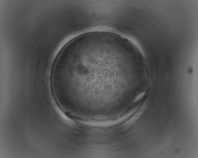 X0000094451438200711211509