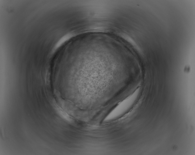 X0000094451450200711211508