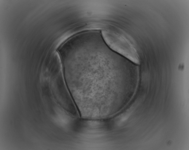 X0000094451465200711211508