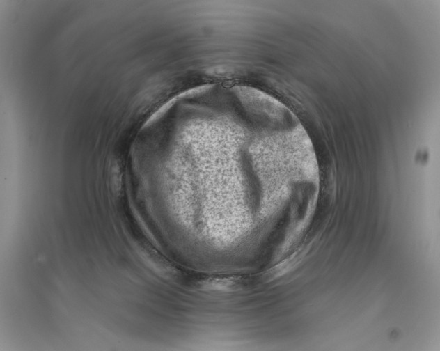 X0000094450086200711291709