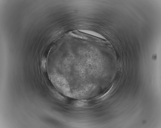 X0000094450094200711291709