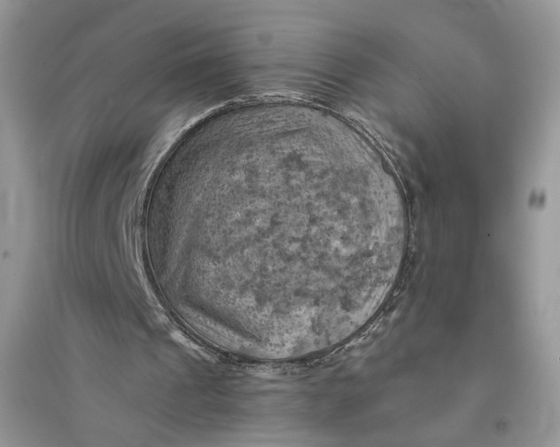 X0000094450241200711291705