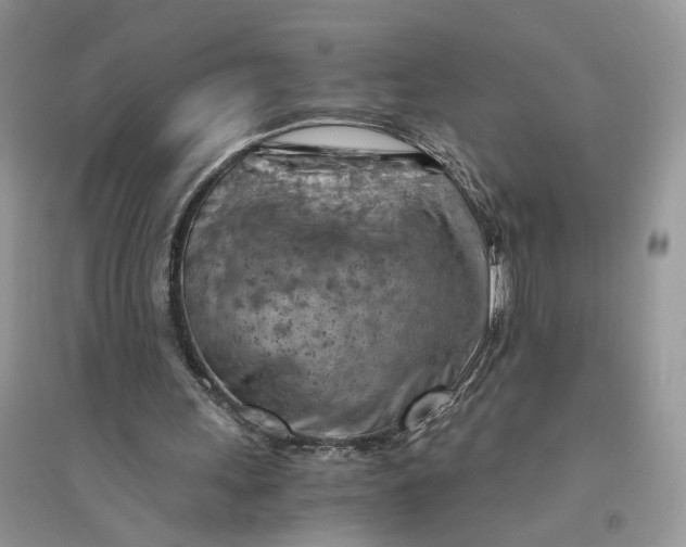 X0000094450243200711291705