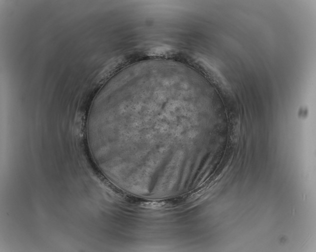 X0000094450273200711291706