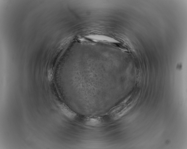 X0000094450285200711291706