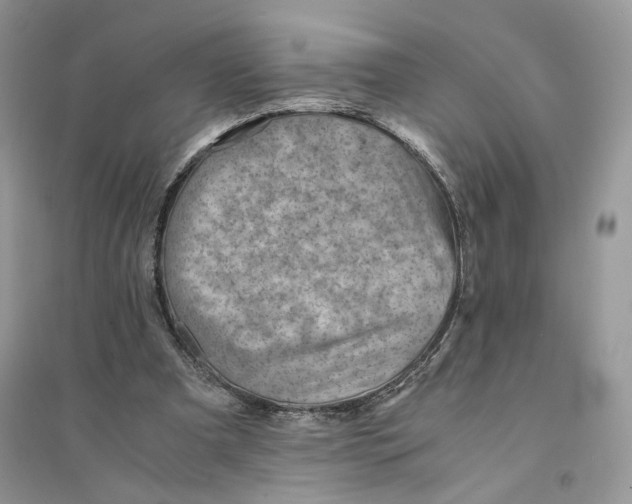 X0000094450297200711291705