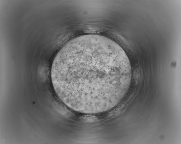 X0000094450322200711291705