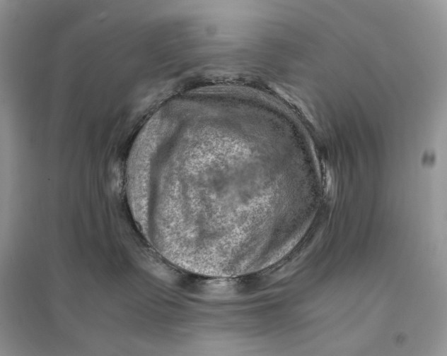 X0000094450335200711291705