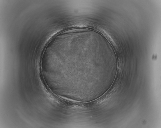 X0000094450386200711291704