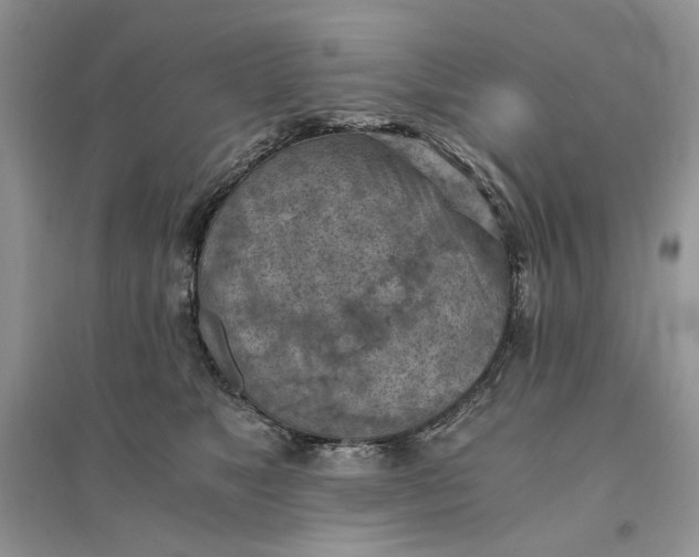 X0000094450517200711291702