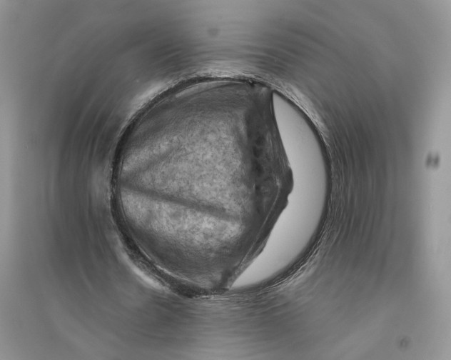 X0000094450530200711291701