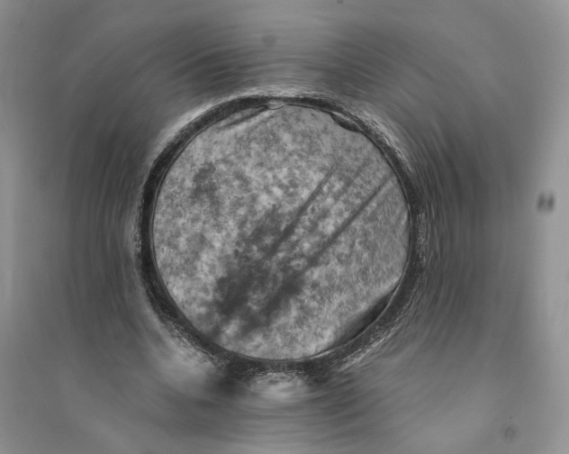 X0000094450536200711291701