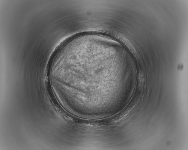 X0000094450628200711291700