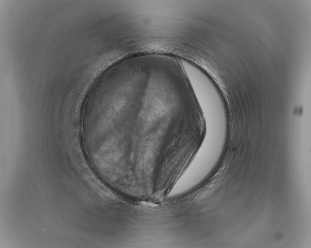 X0000094450673200711291700