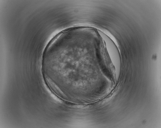 X0000094451005200711291655