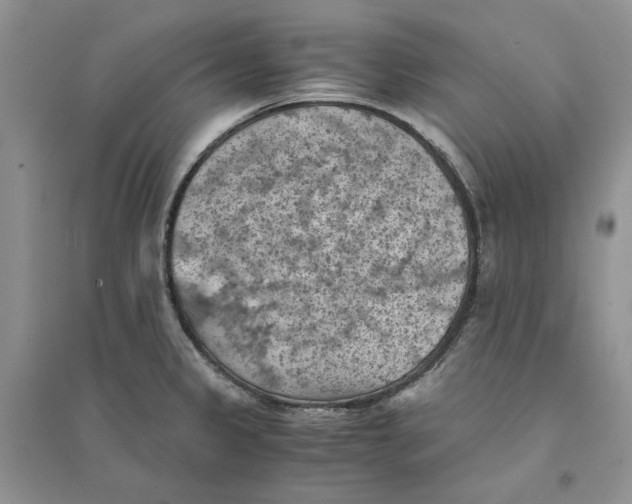 X0000094451333200711291650