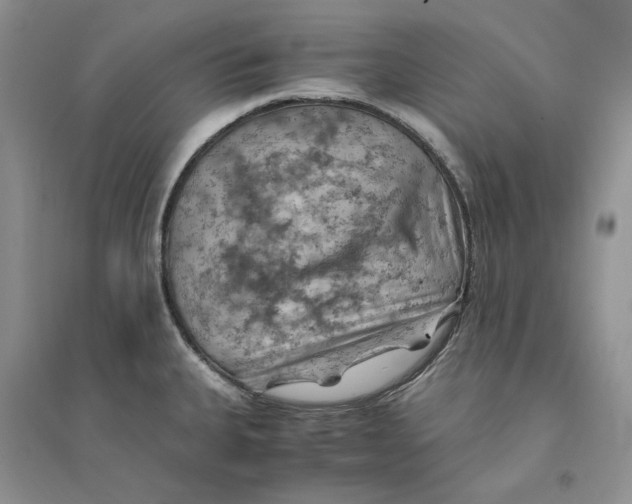 X0000094451335200711291650