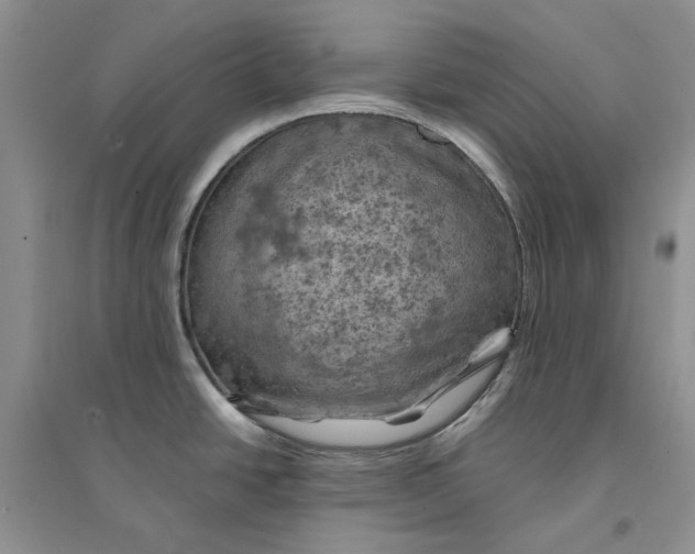 X0000094451438200711291649