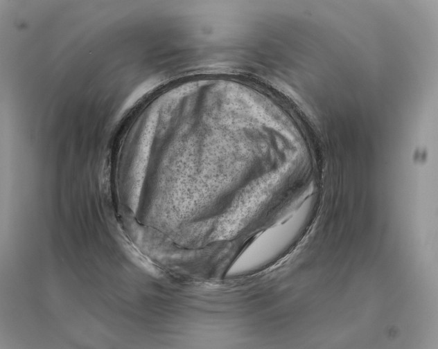 X0000094451450200711291648