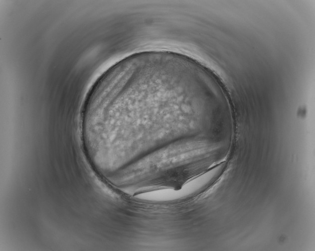 X0000094451517200711291647