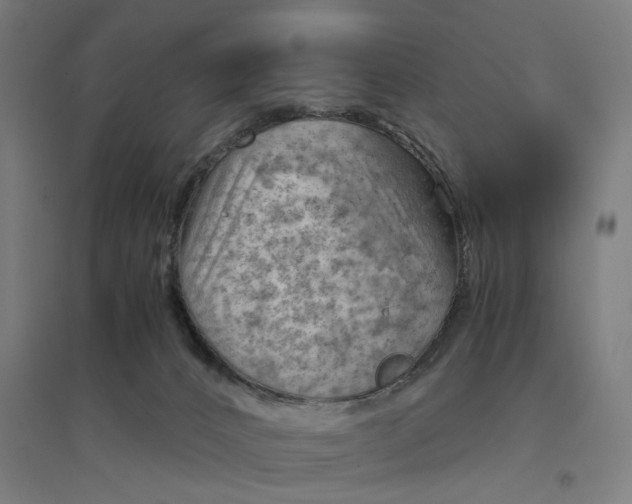 X0000094450032200712061210