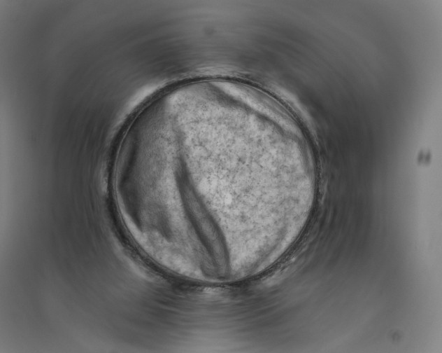 X0000094450060200712061209