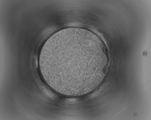 X0000094450061200712061210