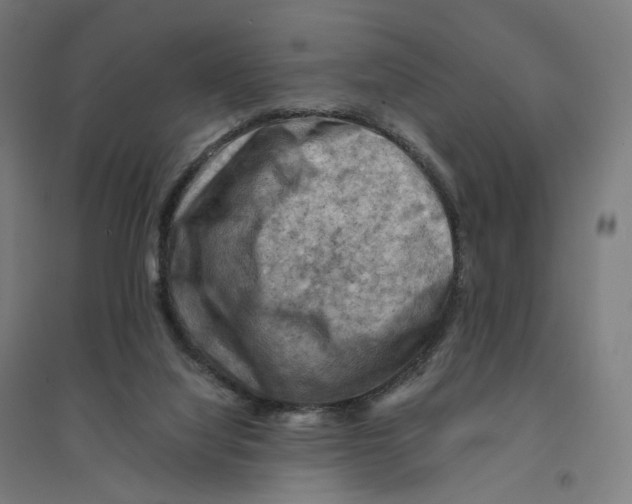 X0000094450068200712061210