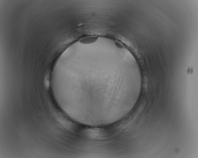 X0000094450069200712061210