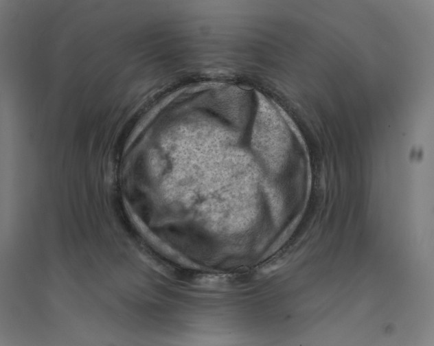 X0000094450084200712061210