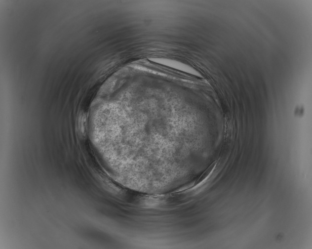 X0000094450094200712061210