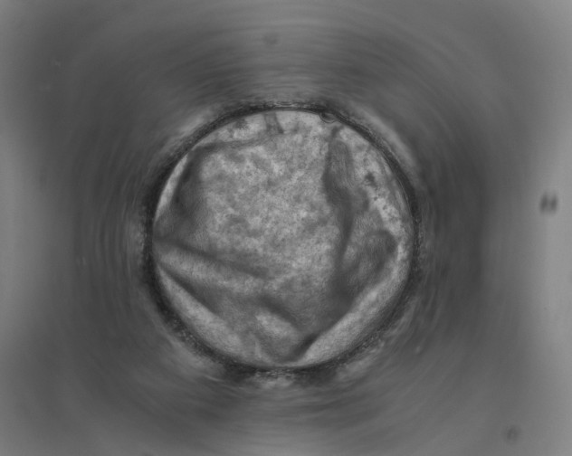 X0000094450113200712061209