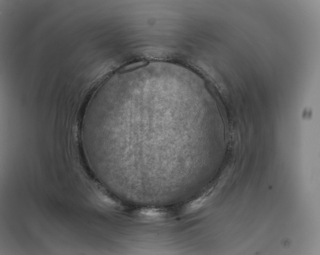 X0000094450117200712061209