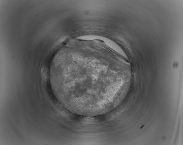 X0000094450123200712061209