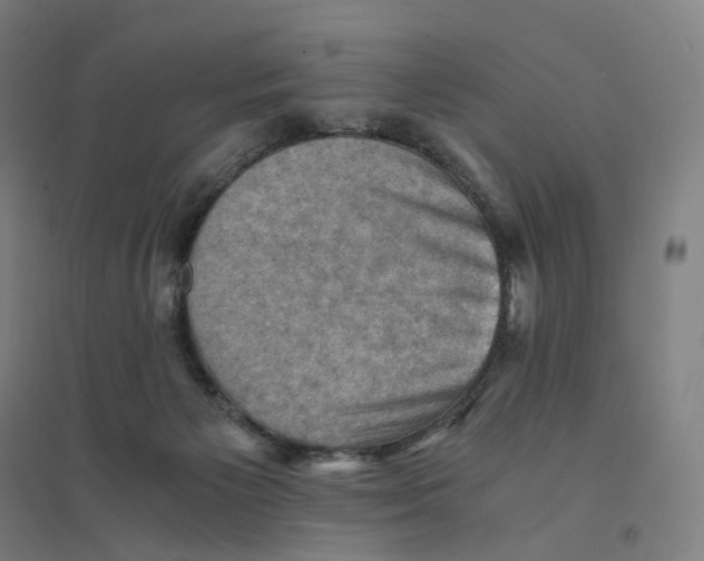 X0000094450125200712061209