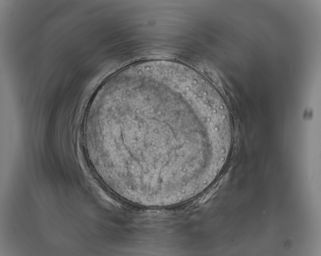 X0000094450145200712061208