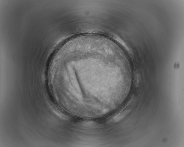 X0000094450203200712061208