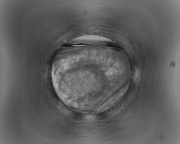 X0000094450233200712061207