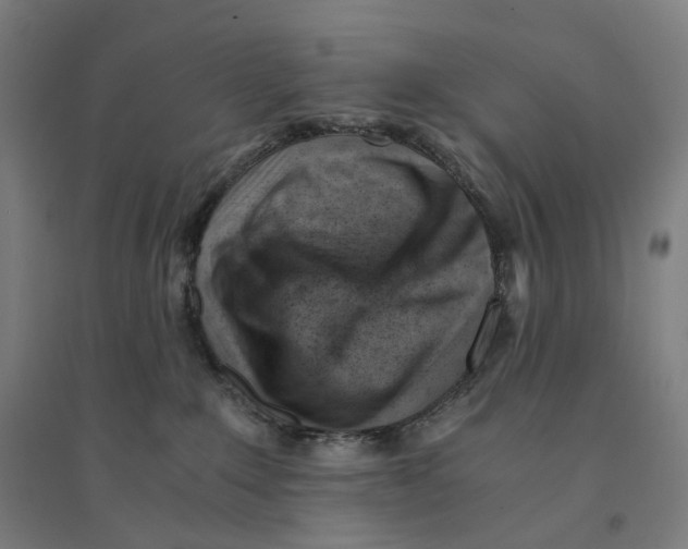 X0000094450235200712061207