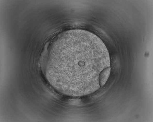 X0000094450266200712061207