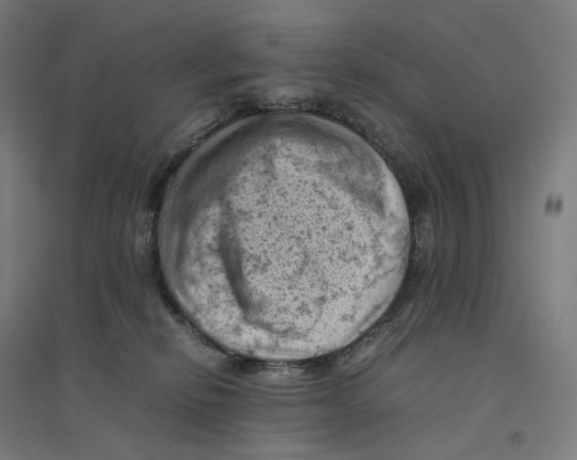 X0000094450278200712061207